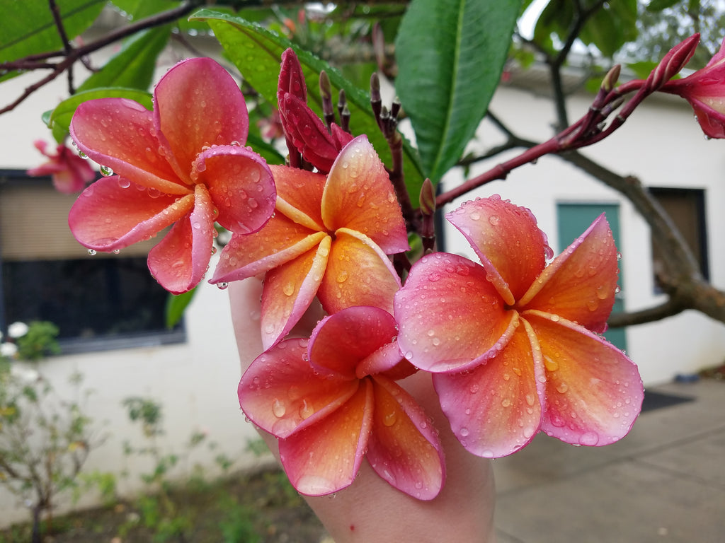 Kimo- Orange plumeria