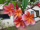 Kimo- Orange plumeria