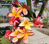 Kimo- Orange plumeria