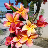 Kimo- Orange plumeria