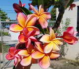 Kimo- Orange plumeria