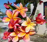Kimo- Orange plumeria