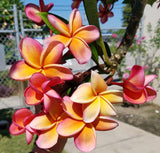 Kimo- Orange plumeria