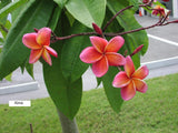 Kimo- Orange plumeria