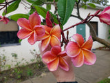 Kimo- Orange plumeria