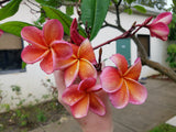 Kimo- Orange plumeria