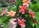 Kimo- Orange plumeria