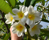 King Kalakaua