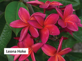 Leona Hoke