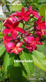 Leona Hoke