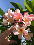 Makuakāne'eha