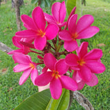 Mark Jr. grown in morning sun and partial shade for afternoons
