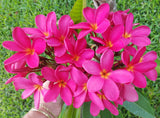Mark Jr. grown in morning sun and partial shade for afternoons