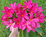 Mark Jr. grown in morning sun and partial shade for afternoons