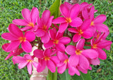 Mark Jr. grown in morning sun and partial shade for afternoons