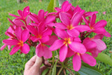 Mark Jr. grown in morning sun and partial shade for afternoons