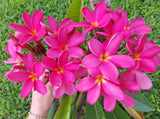 Mark Jr. grown in morning sun and partial shade for afternoons