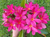 Mark Jr. grown in morning sun and partial shade for afternoons