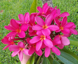 Mark Jr. grown in morning sun and partial shade for afternoons