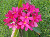 Mark Jr. grown in morning sun and partial shade for afternoons