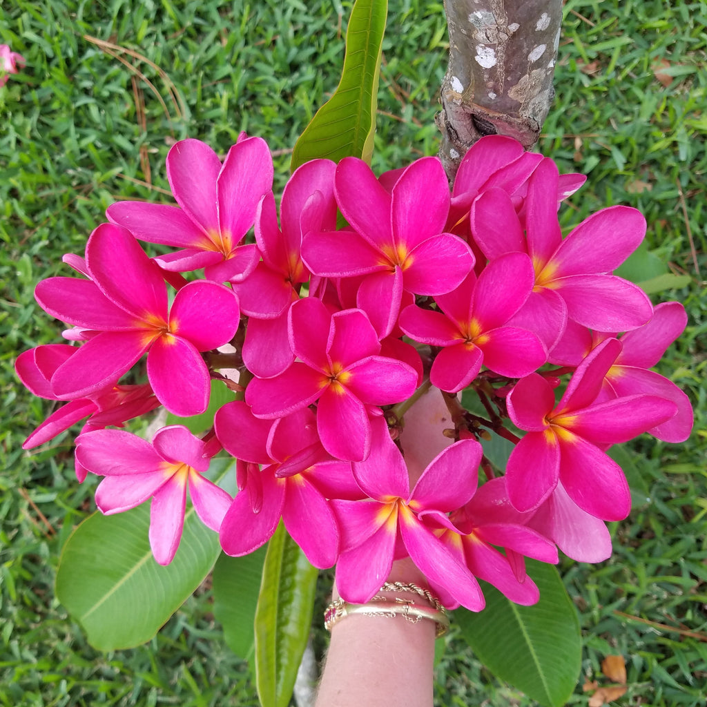 Mark Jr. grown in morning sun and partial shade for afternoons