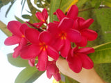 Mark Jr. grown in full sun