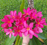 Mark Jr. grown in morning sun and partial shade for afternoons