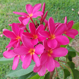 Mark Jr. grown in morning sun and partial shade for afternoons