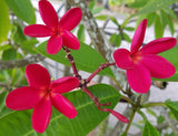 Mark Jr. grown in full sun