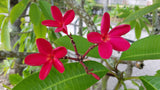 Mark Jr. grown in full sun