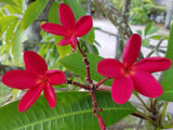 Mark Jr. grown in full sun