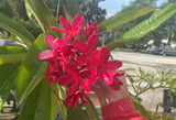 Mark Jr. grown in full sun