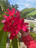 Mark Jr. grown in full sun