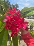 Mark Jr. grown in full sun