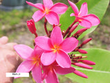 Mark Jr. grown in morning sun and partial shade for afternoons