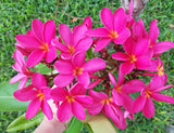 Mark Jr. grown in morning sun and partial shade for afternoons