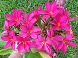 Mark Jr. grown in morning sun and partial shade for afternoons