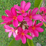 Mark Jr grown in morning sun, partial shade in afternoons
