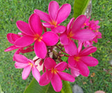 Mark Jr. grown in morning sun and partial shade for afternoons