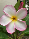 Mark #13 - Buyplumerias.com Exclusive