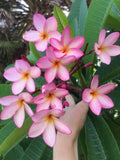 Mark #13 - Buyplumerias.com Exclusive