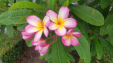 Mark #3 - Buyplumerias.com Exclusive