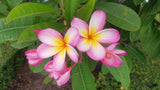 Mark #3 - Buyplumerias.com Exclusive