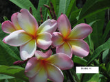 Mark #3 - Buyplumerias.com Exclusive