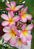 Mark #3 - Buyplumerias.com Exclusive