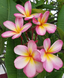 Mark #3 - Buyplumerias.com Exclusive