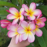 Mark #3 - Buyplumerias.com Exclusive