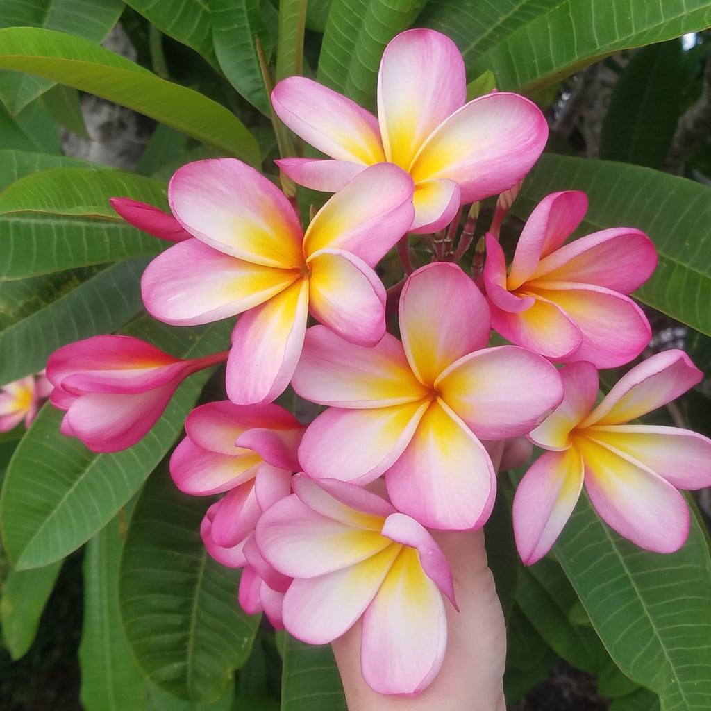 Mark #3 - Buyplumerias.com Exclusive