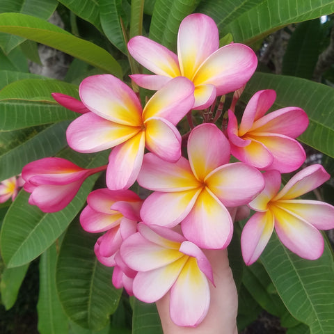 Mark #3 - Buyplumerias.com Exclusive