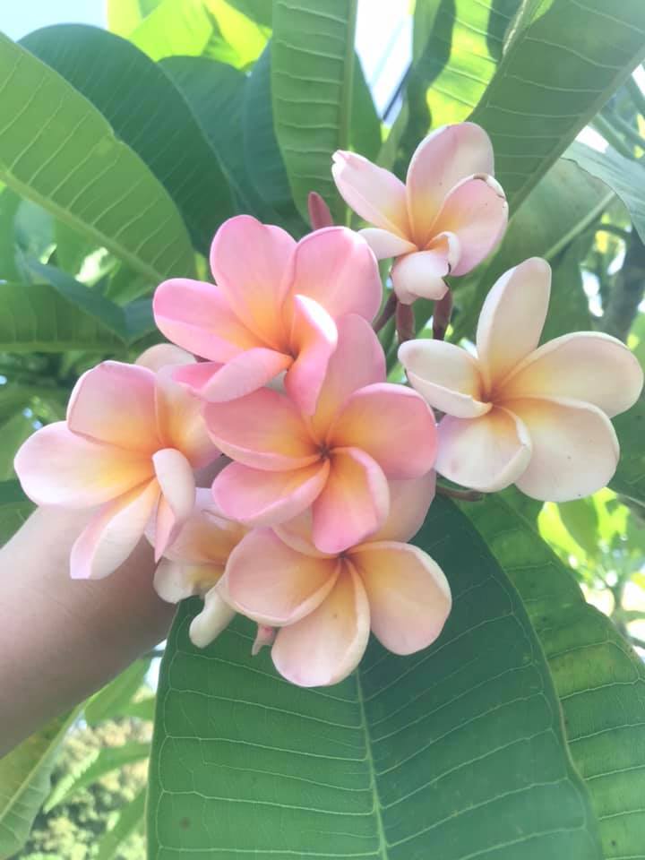 Makuakāne'eha